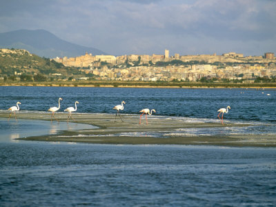 Fenicotteri a Cagliari, Sardegna, Italia, Mediterraneo. Acquista questo poster